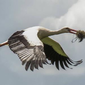 White Stork