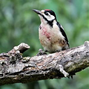 Great Spotted Woodpecker