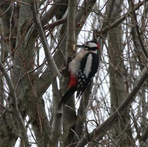 Great Spotted Woodpecker