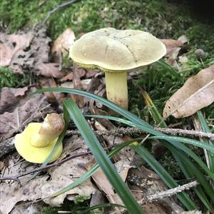 Yellow-cracked Bolete