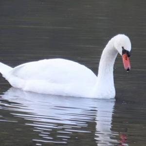 Mute Swan