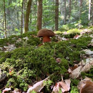 Dotted-stem Bolete