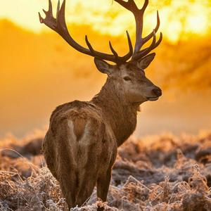 Red Deer