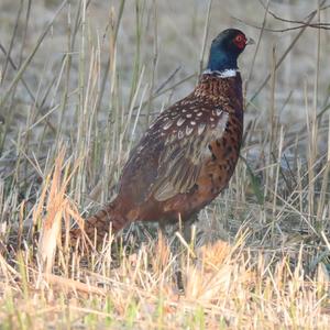 Common Pheasant