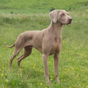 Weimaraner