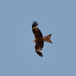 Red Kite