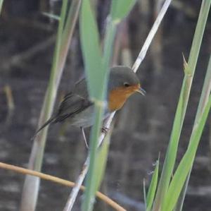 European Robin