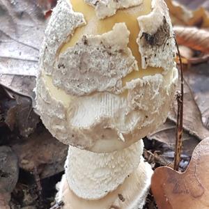 Gemmed Amanita