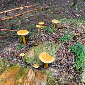 False Chanterelle