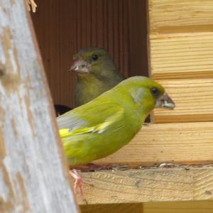 European Greenfinch