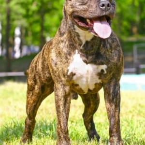 American Staffordshire Terrier