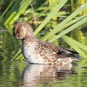 Northern Pintail