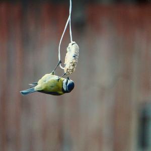 Blue Tit