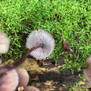 Bleeding Mycena