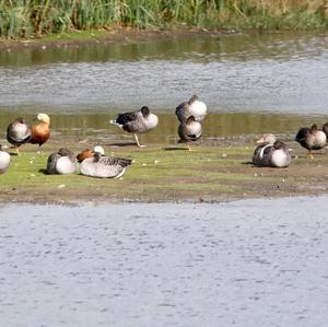 Ruddy Shelduck