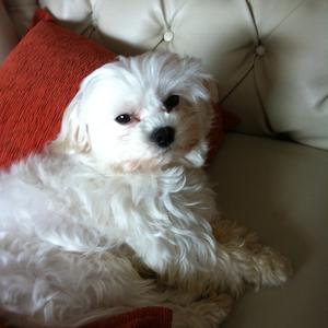 Unknown Breed