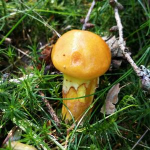 Larch Suillus