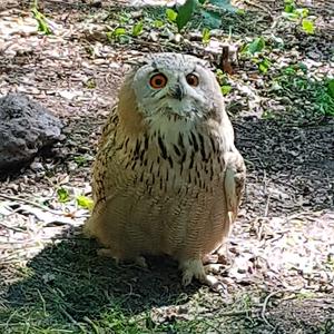 Eurasian Eagle-owl