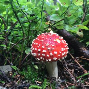 Fly Agaric