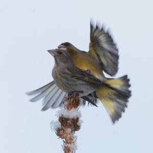 European Greenfinch