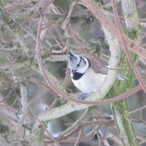 Crested Tit