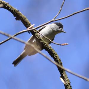 Blackcap