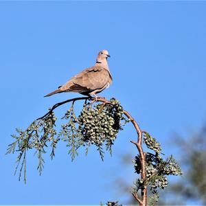 Eurasian Collared-dove