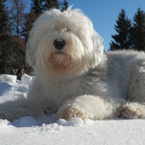 Old English Sheepdog