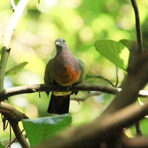 Little Green-pigeon