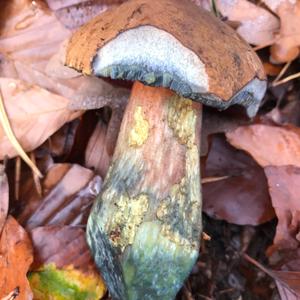 Dotted-stem Bolete