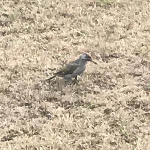 Eurasian Green Woodpecker