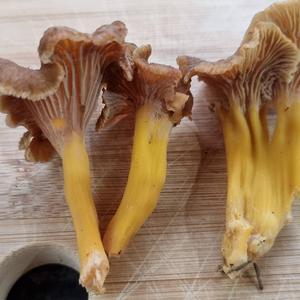 Trumpet Chanterelle