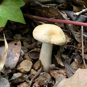 Entoloma sepium