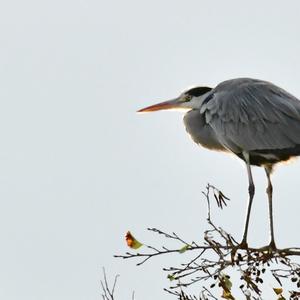 Grey Heron