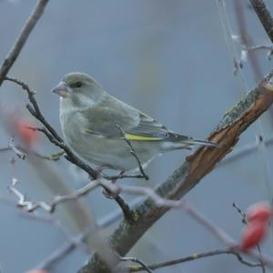 European Greenfinch