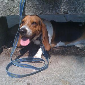 Basset Hound