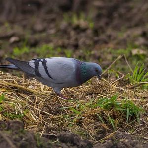 Rock Pigeon