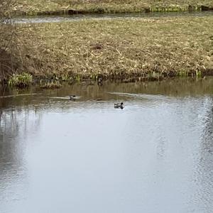 Common Teal