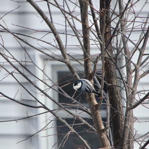 White-breasted Nuthatch