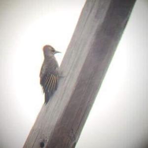 Northern Flicker