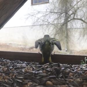 Eurasian Siskin