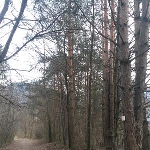 Wald-Kiefer