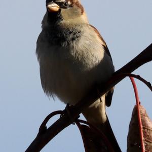 House Sparrow