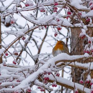 European Robin