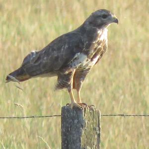 Mäusebussard