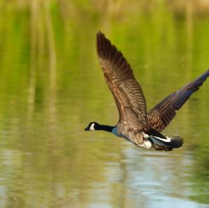 Canada Goose