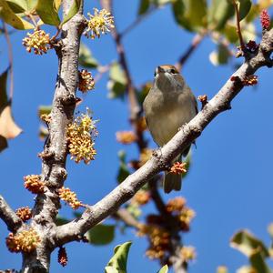 Blackcap