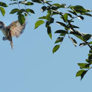 Reed Bunting