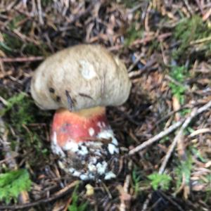 Lurid Bolete