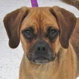 Unknown Breed